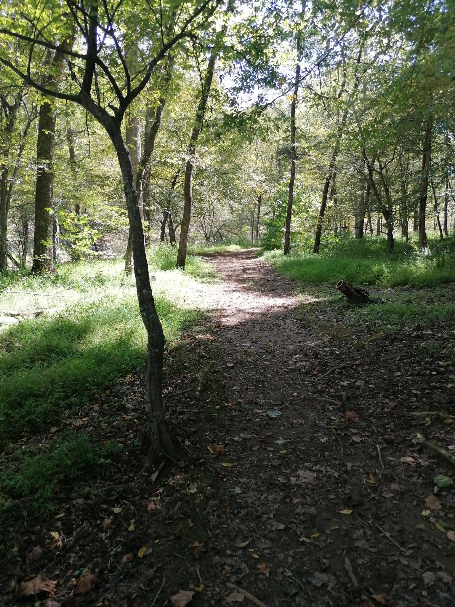 A shaded dirt path winds through a sunlit forest with green undergrowth.