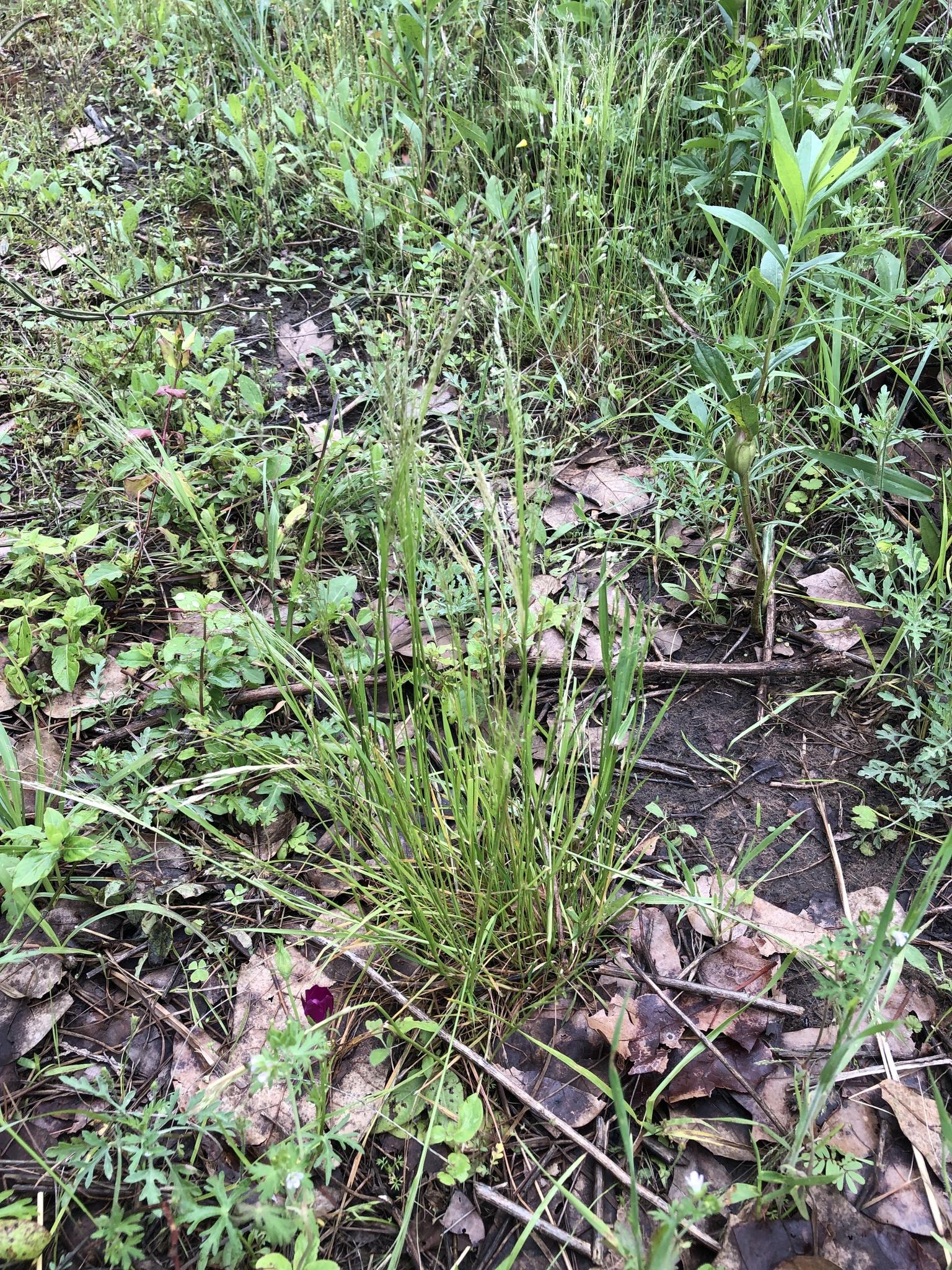 Close-up of green grass and diverse plants on a shaded forest floor with fallen leaves.