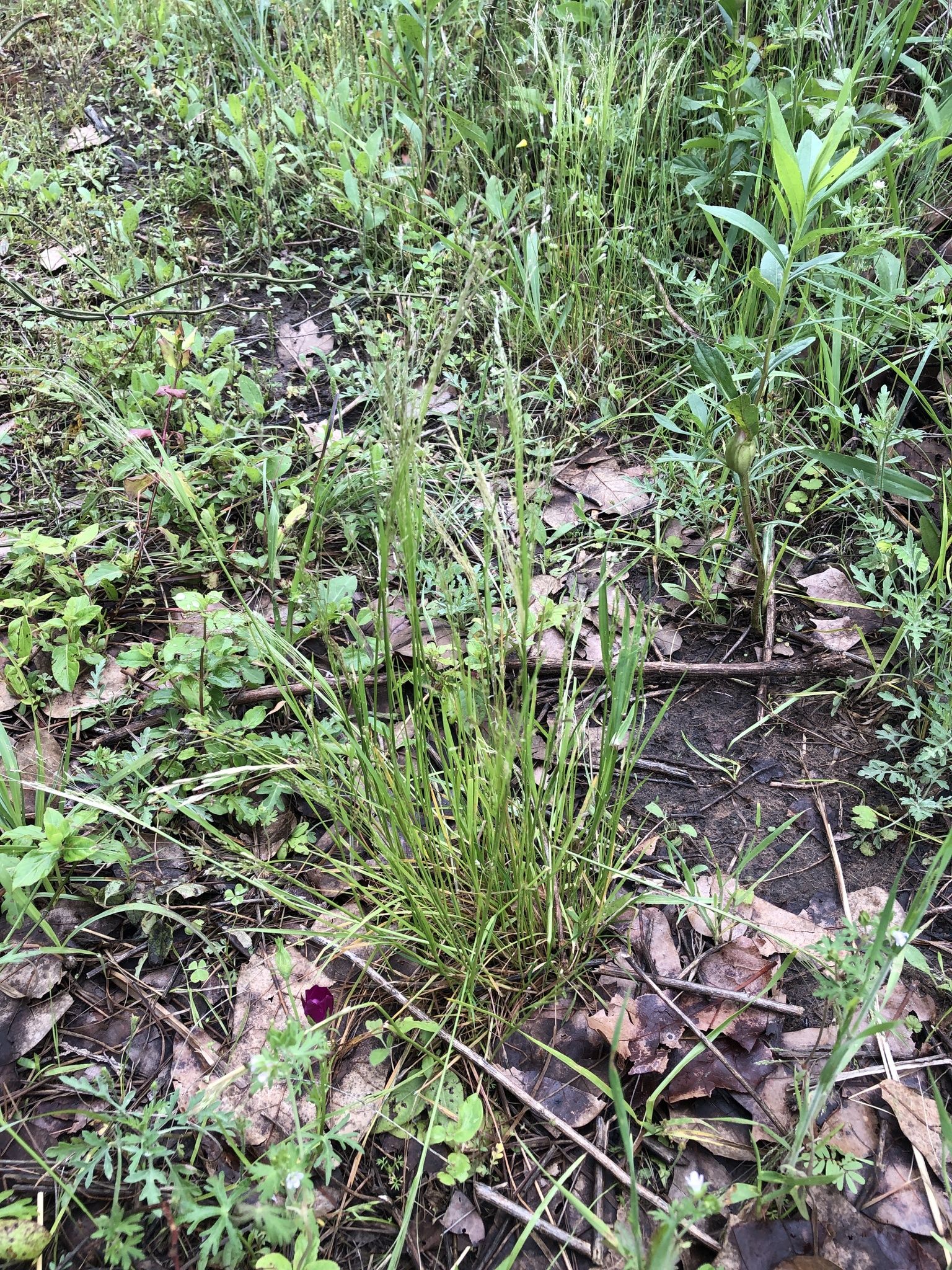 Close-up of green grass and diverse plants on a shaded forest floor with fallen leaves. - Cross Timbers Trail