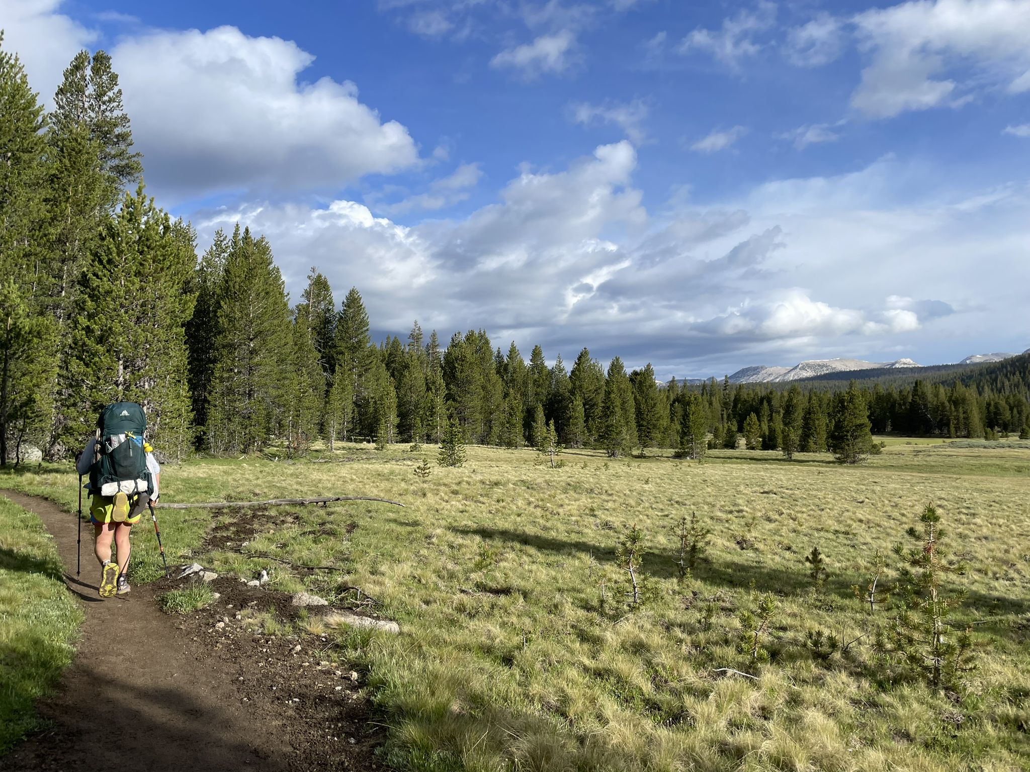 Hiker with a large backpack walks on a trail beside a sunny meadow. - Lyell Canyon