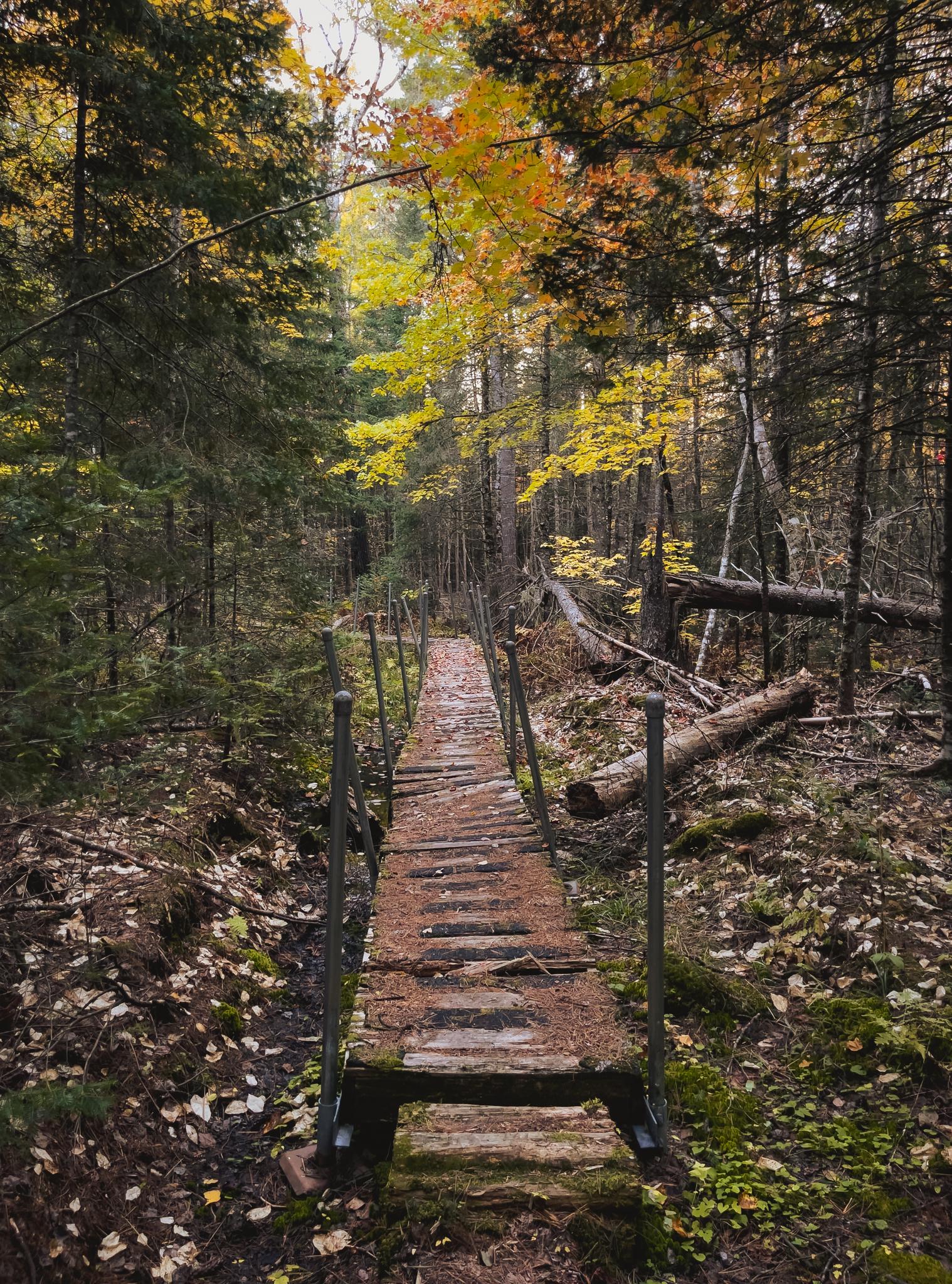 A rustic wooden boardwalk extends through a dense autumn forest under soft light.