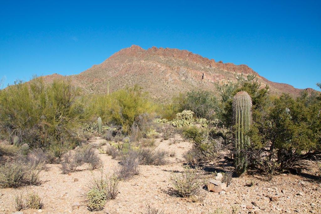Sunny desert landscape with a large mountain, saguaro cactus, and green shrubs.