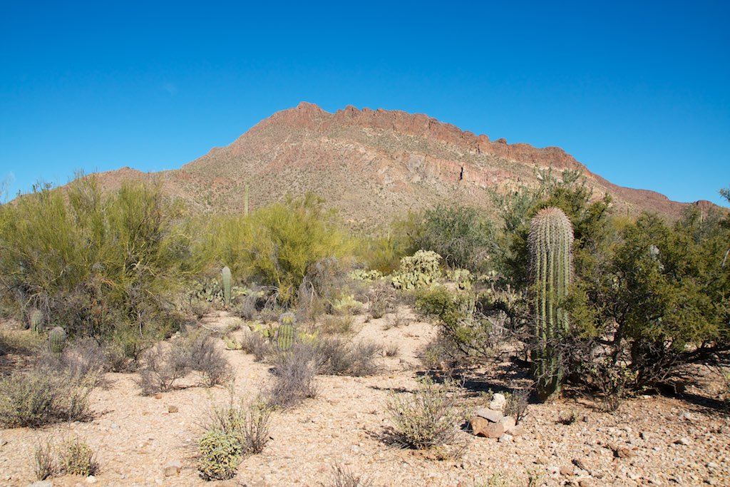 Sunny desert landscape with a large mountain, saguaro cactus, and green shrubs. - Golden Gate Mountain and Bren Peak Loop