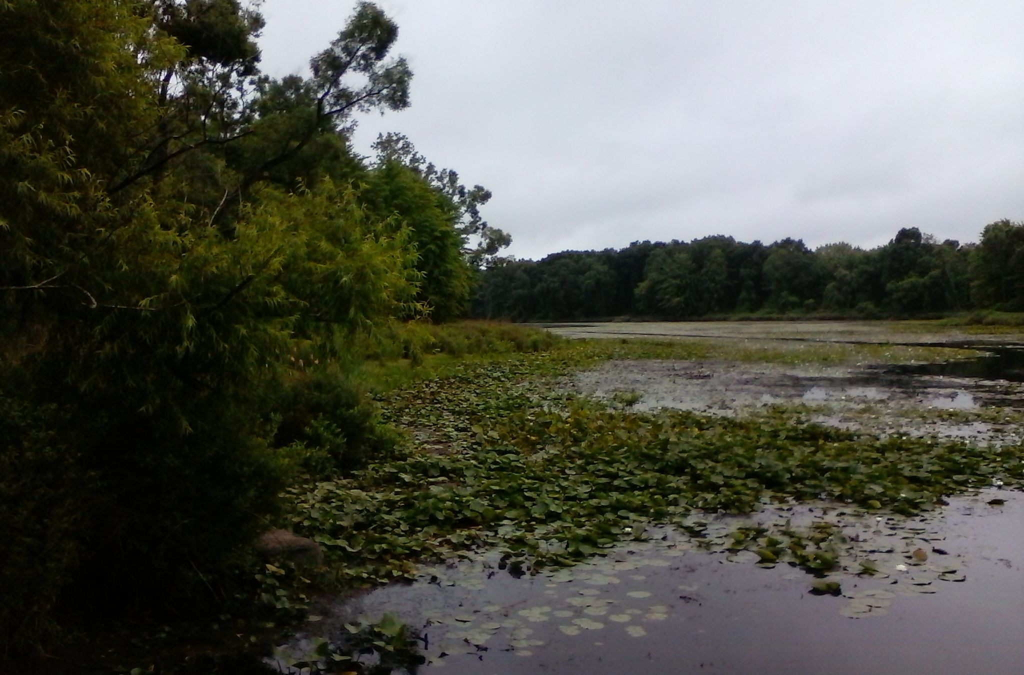 Overcast view of a marshy lake with lily pads, framed by trees. - Winn Loop