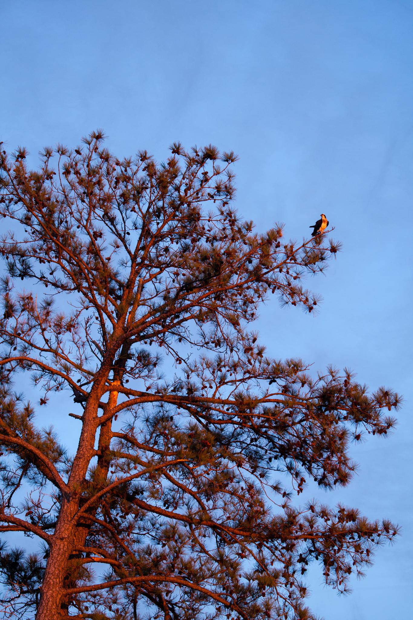 A bird perched on a tall pine tree against a blue sky.
