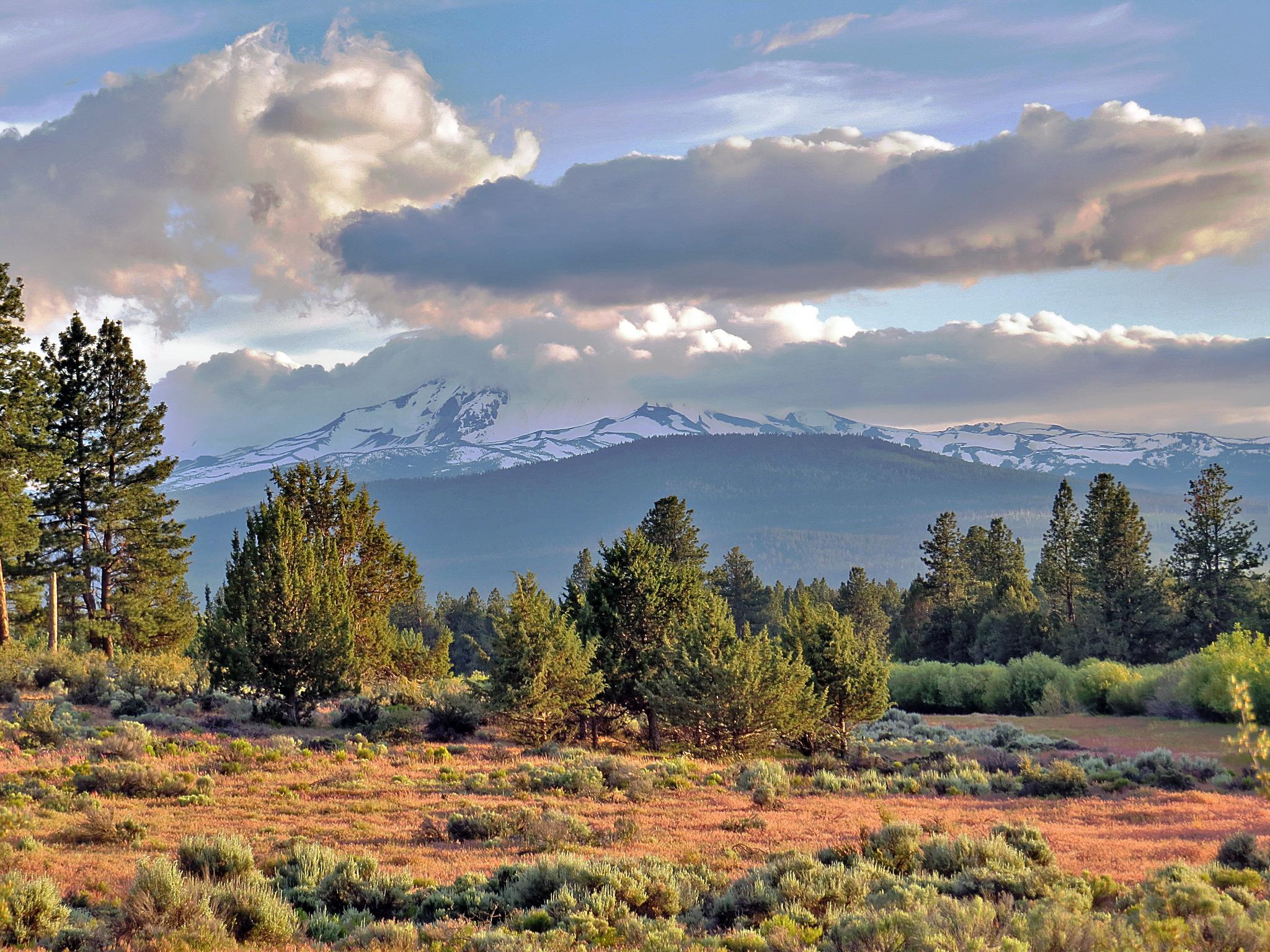 A vast field with scattered trees and distant snow-capped mountains under clouds.