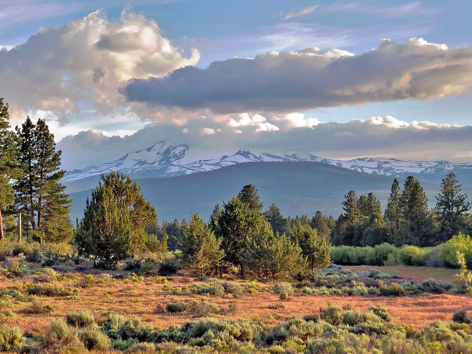 A vast field with scattered trees and distant snow-capped mountains under clouds.