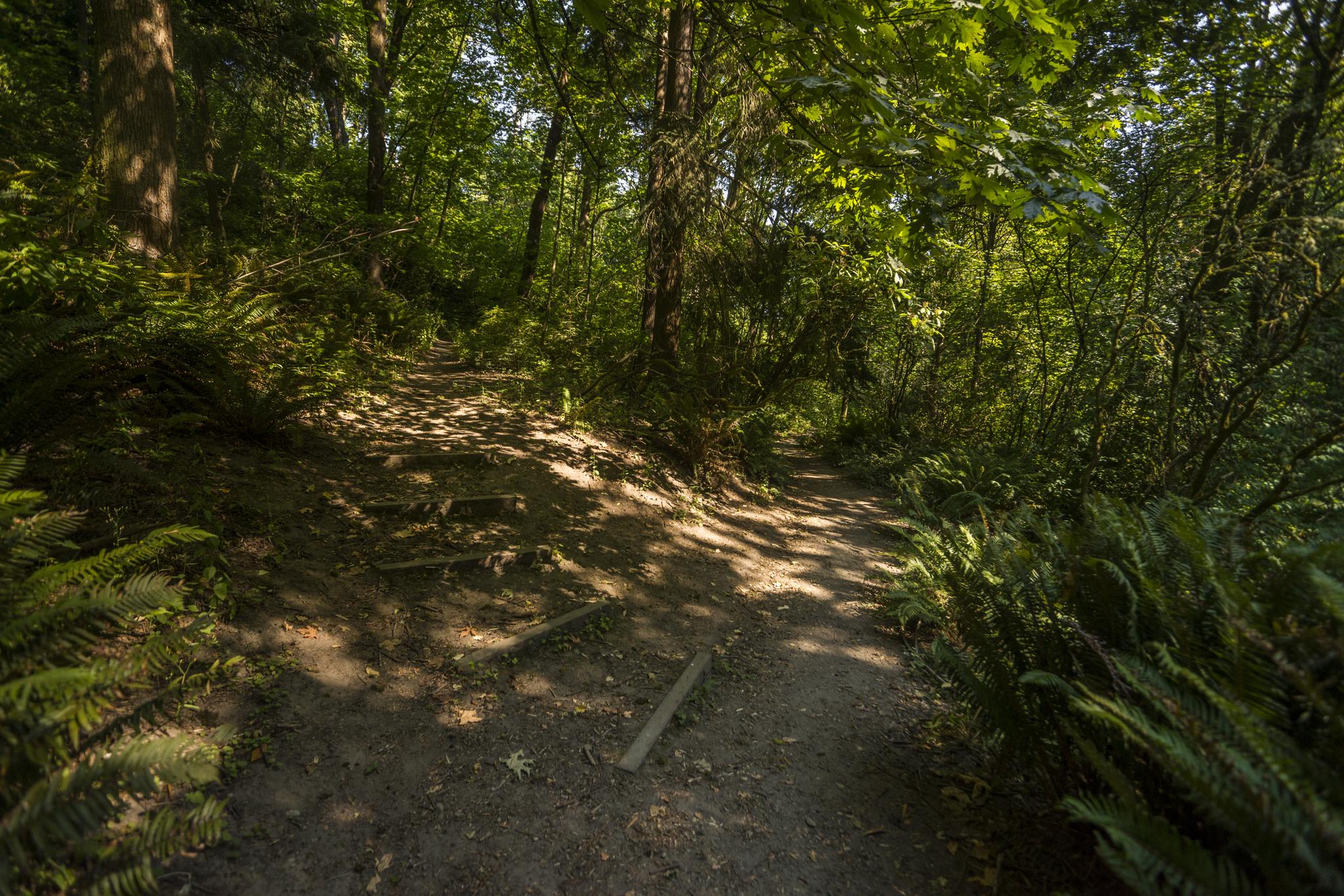 Dappled sunlight illuminates a fork in a dirt trail through a green forest.