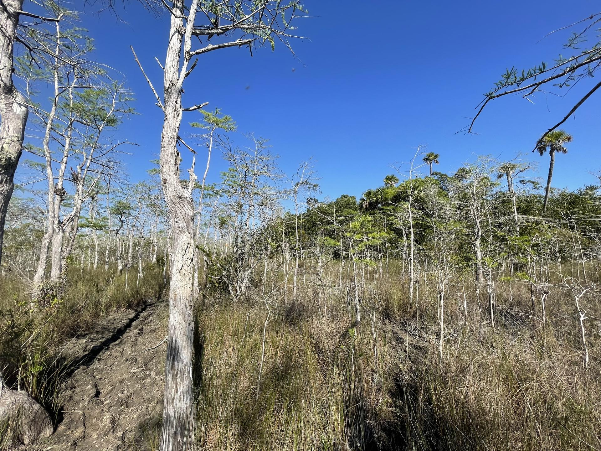 Grassy, sparse forest with a clear blue sky and distant green trees.