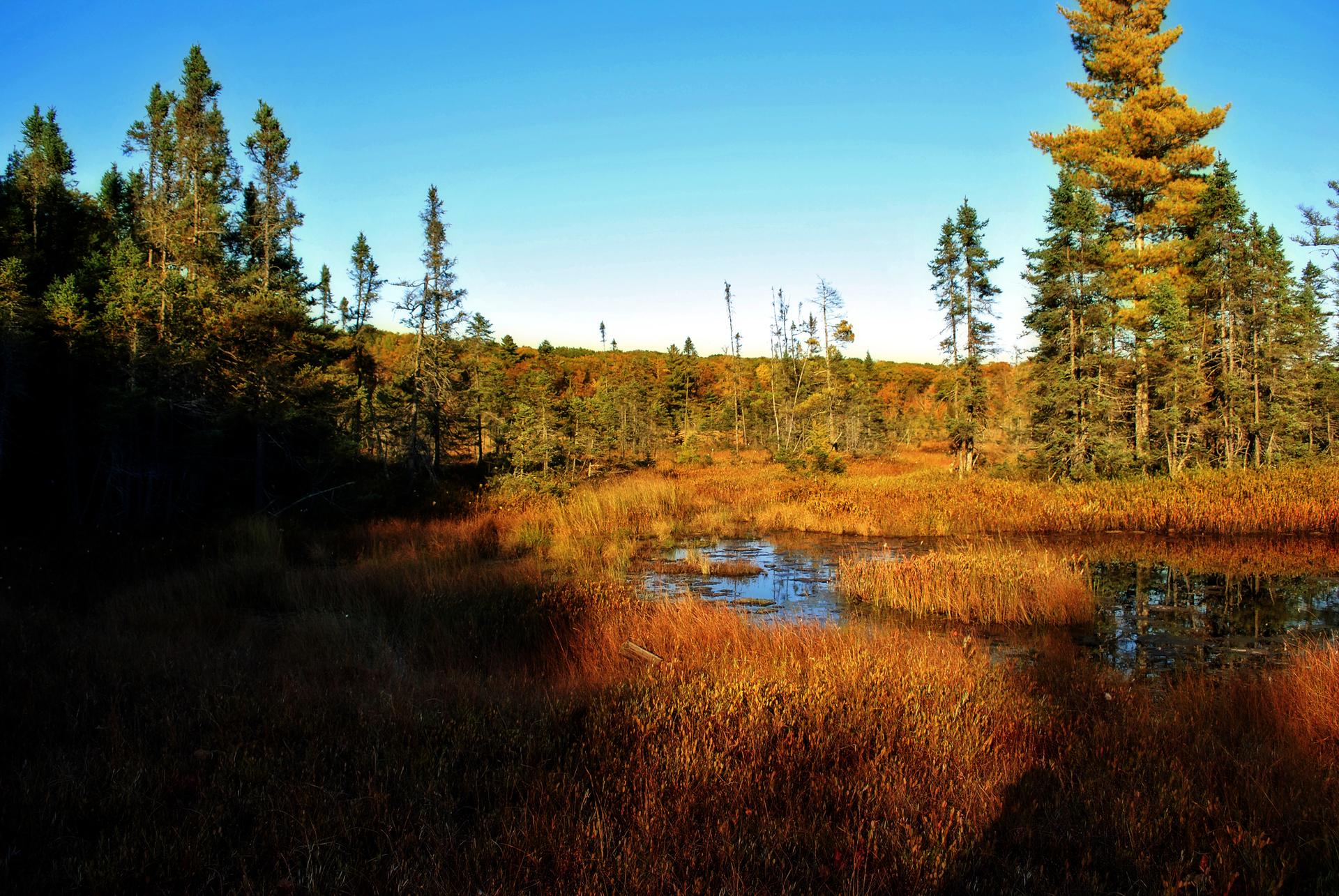 Golden hour light illuminates a marshy wetland surrounded by evergreen trees under a clear sky.