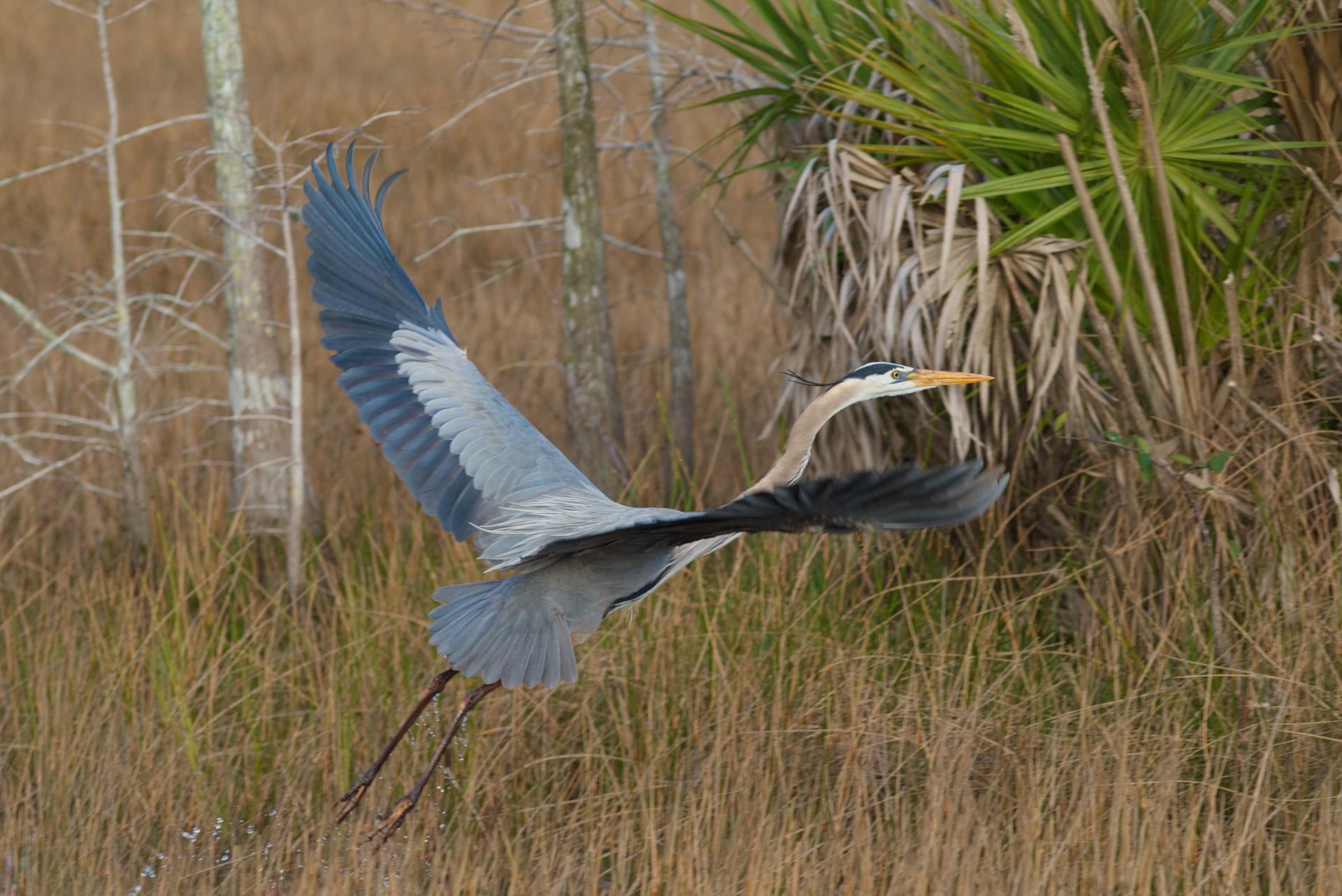 Great blue heron flying low over marsh grass, wings spread.