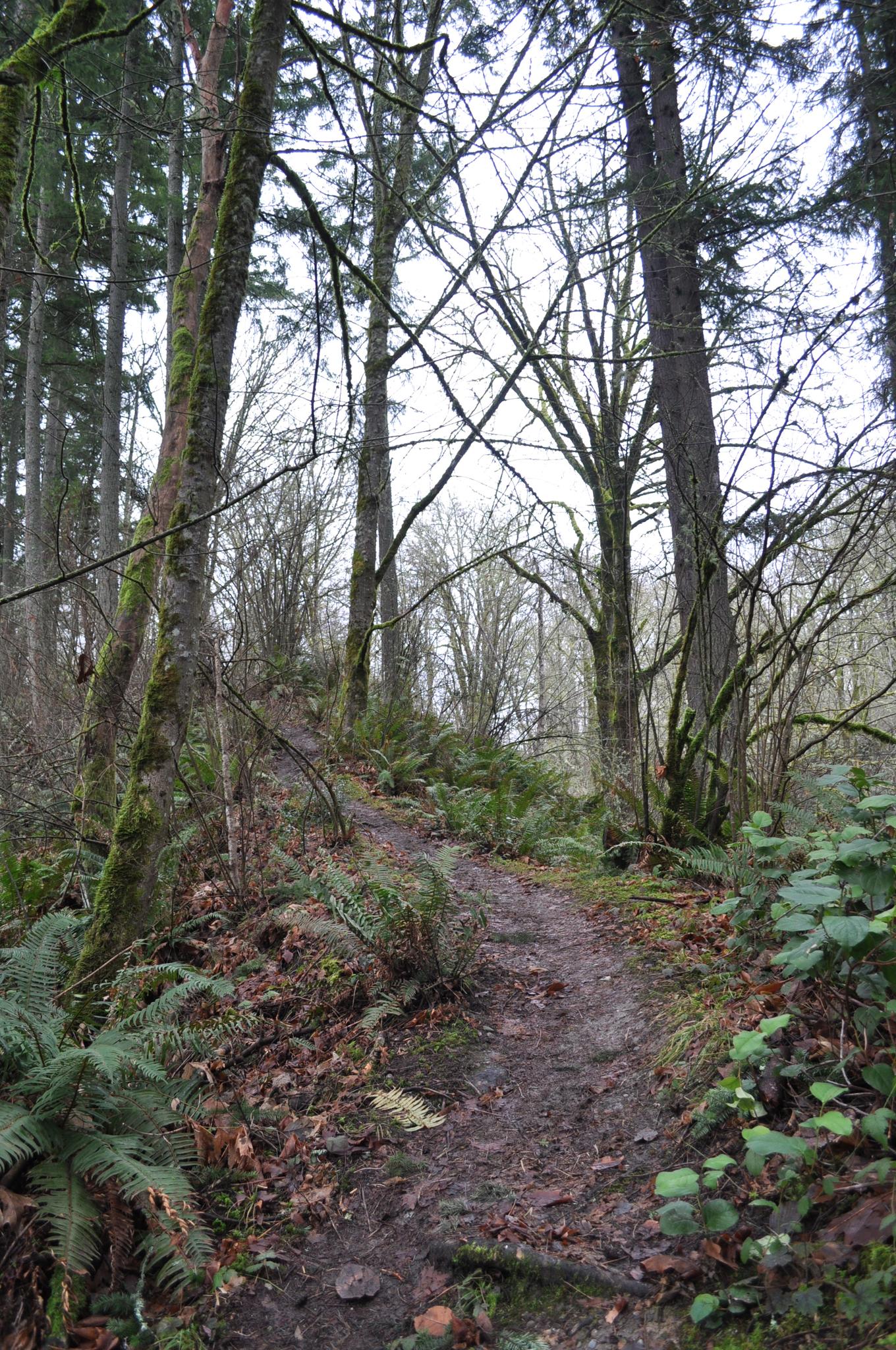 A muddy dirt path winds through a dense, green and bare forest under an overcast sky.