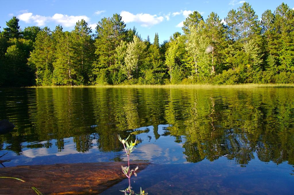 Calm lake reflects a dense green forest and blue sky on a sunny day.