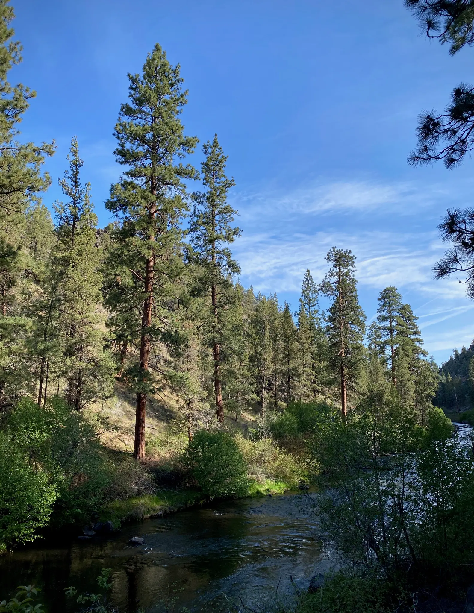 A clear river flows through a dense pine forest under a bright blue sky.
