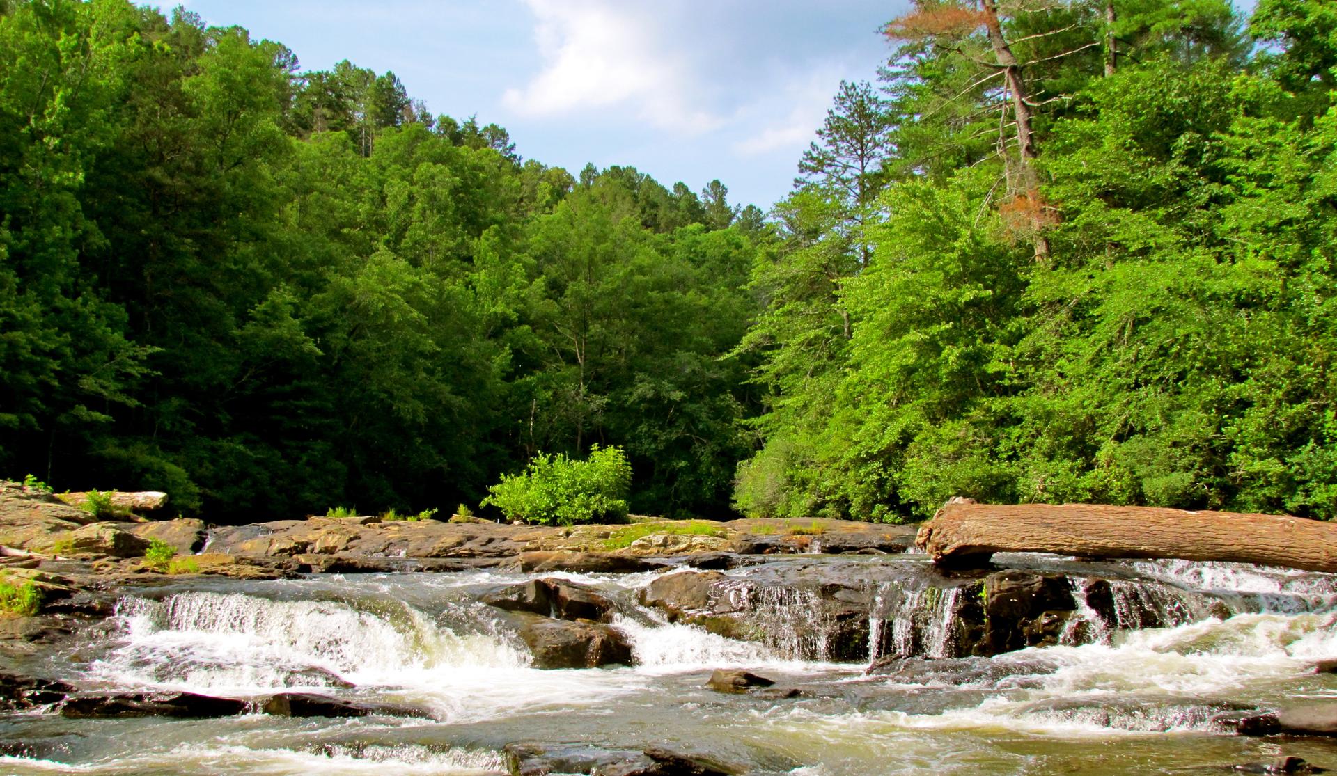 A wide river with small waterfalls flowing through a dense green forest.