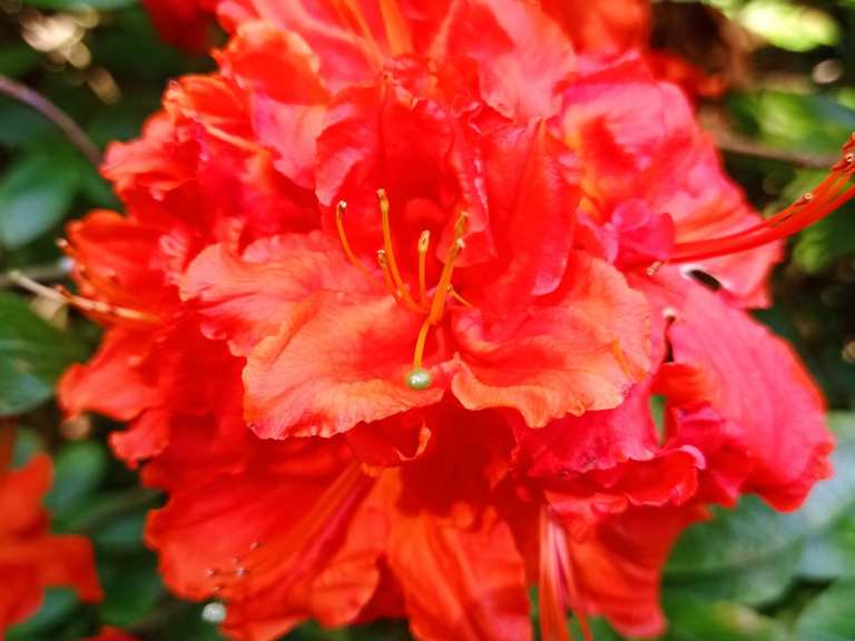 Rhododendron Collection at Schlosspark Heltorf  Hiking & Cycling Routes |  Komoot