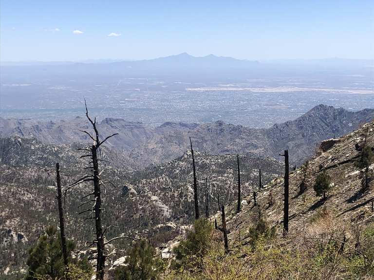 Mt. Lemmon Drop — Shuttle Drop Off MountainbikeTouren und Trails