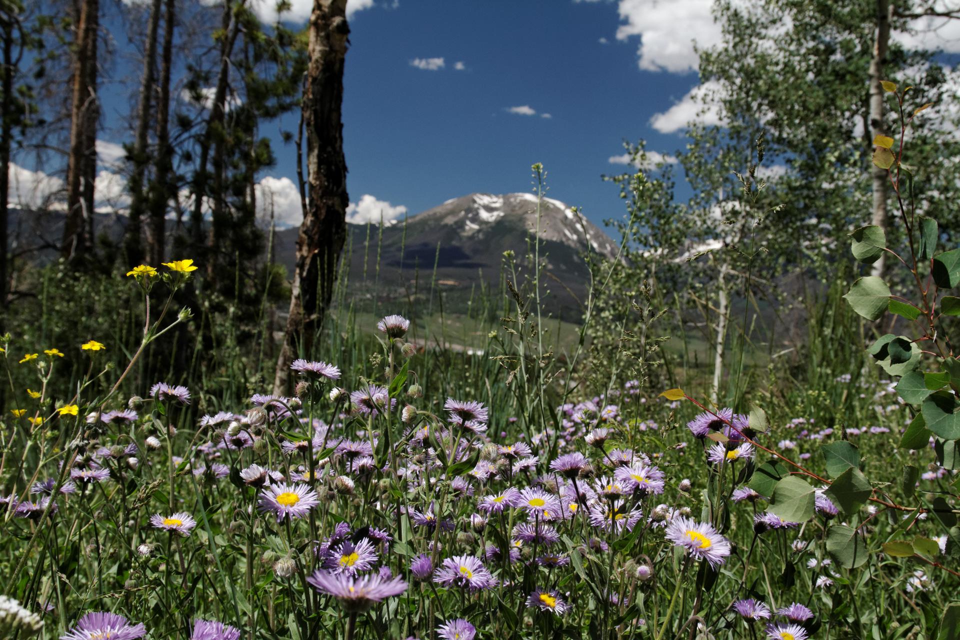 Vibrant wildflowers in a sunny meadow with a snow-dusted mountain backdrop.