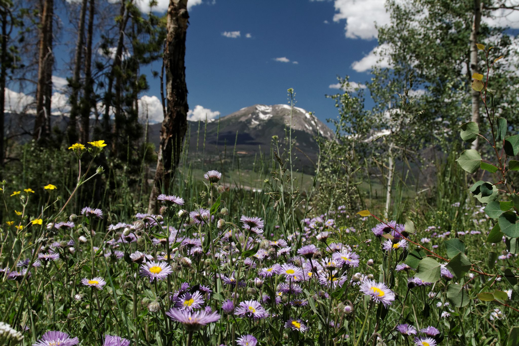 Vibrant wildflowers in a sunny meadow with a snow-dusted mountain backdrop. - Tenderfoot Mountain Trail