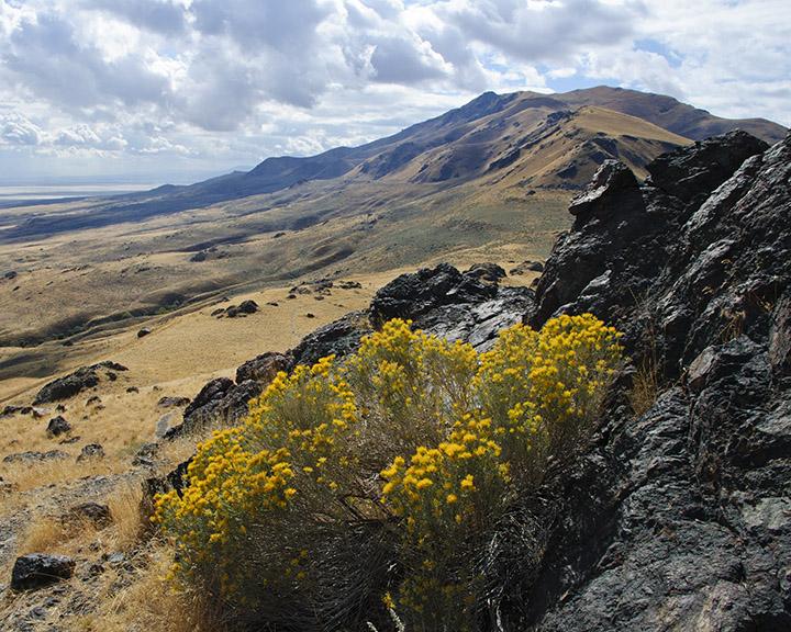 Yellow flowering bushes on a rocky hillside overlooking a valley and distant lake.
