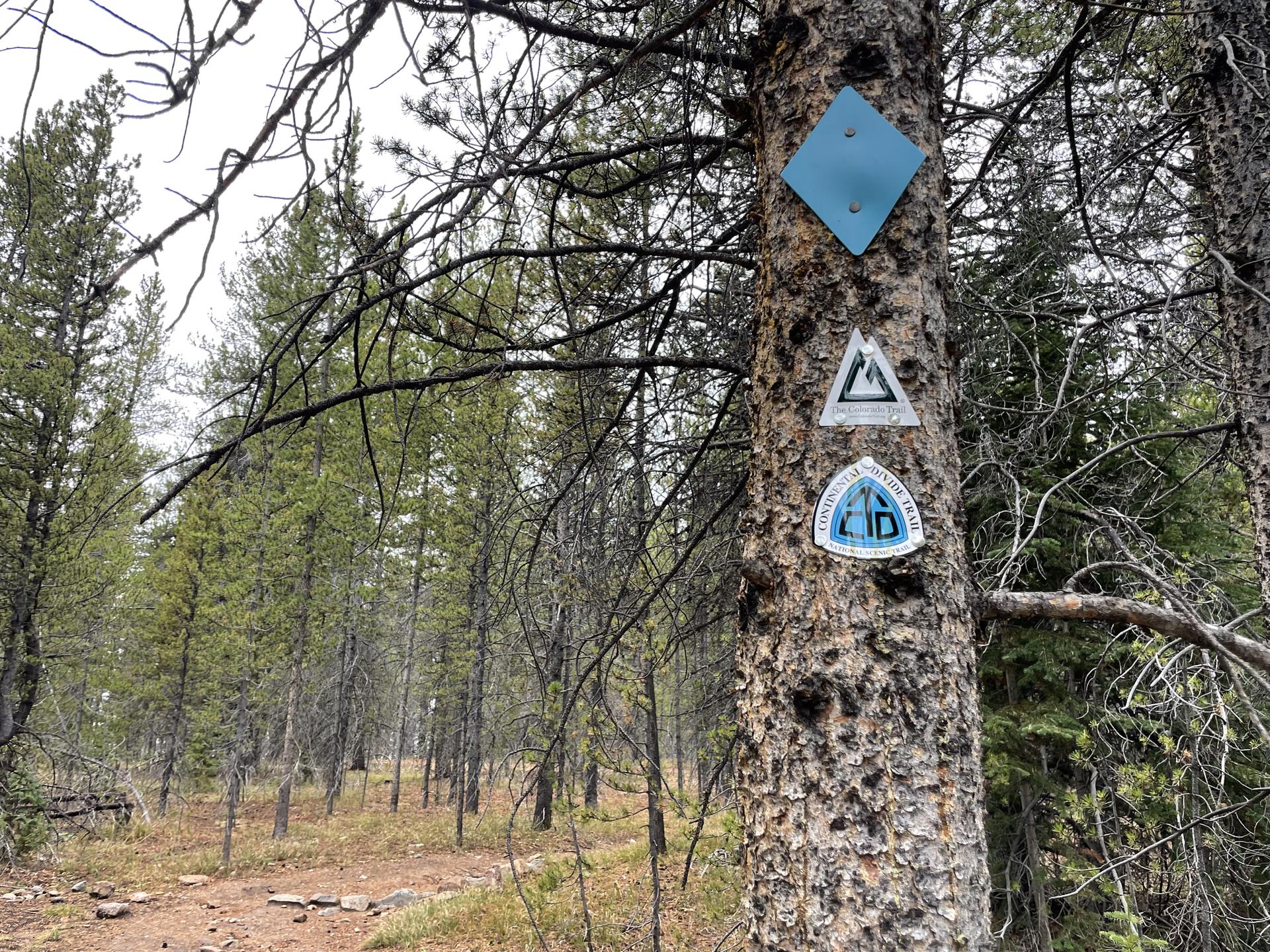 A tree trunk with three trail markers in a dense, overcast forest.
