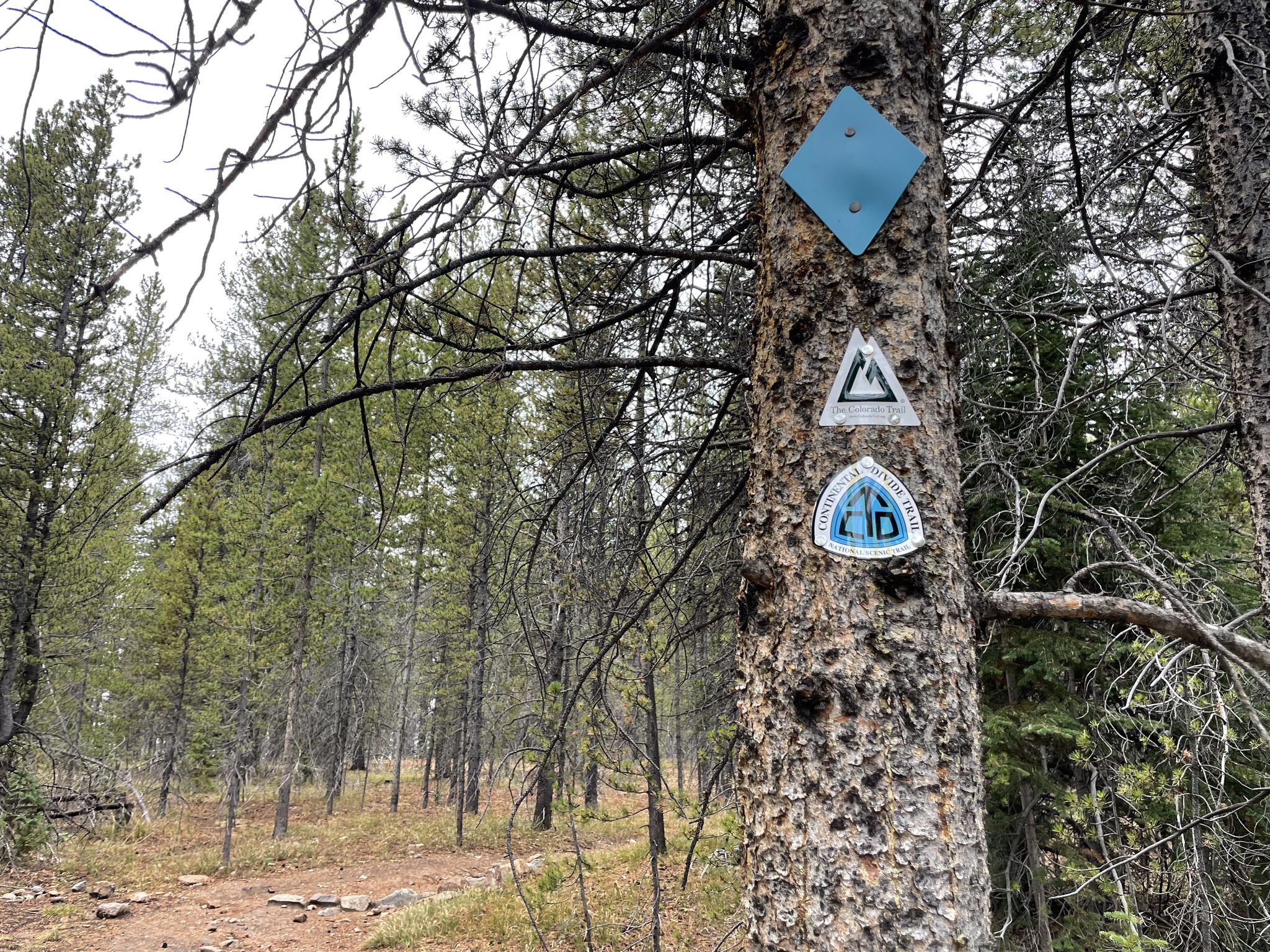 A tree trunk with three trail markers in a dense, overcast forest. - Colorado Trail: Segment 8