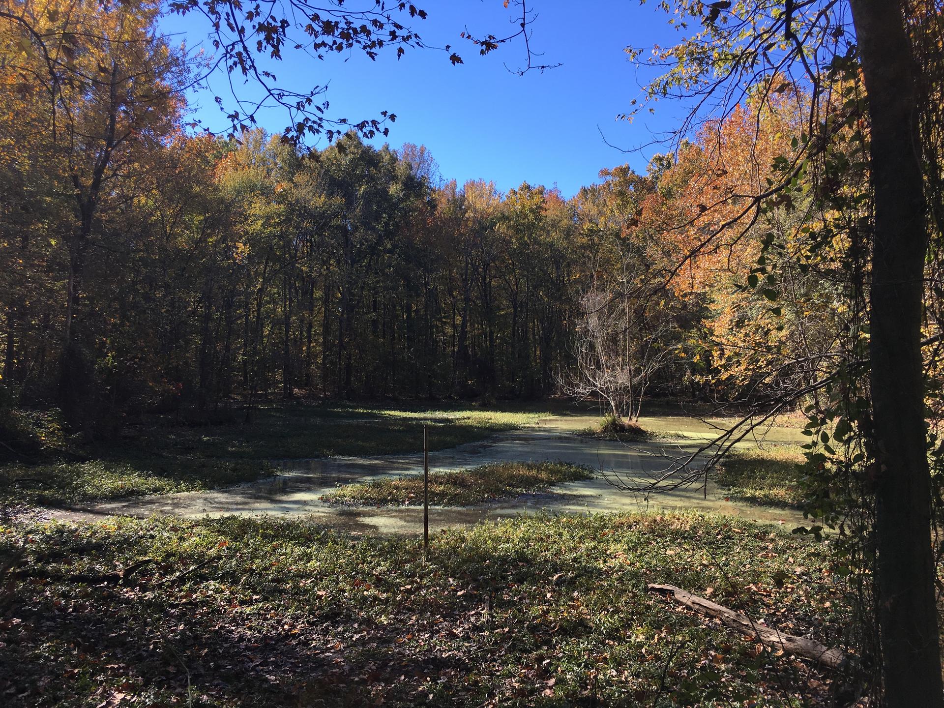 A sunlit marshy pond surrounded by a forest with vibrant autumn foliage.