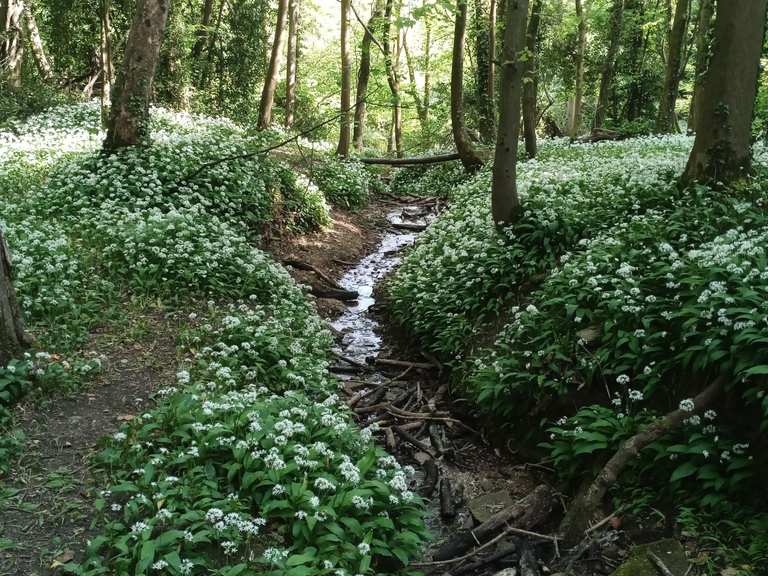 Box, Rodborough Common and Minchinhampton loop — The Cotswolds | hike ...