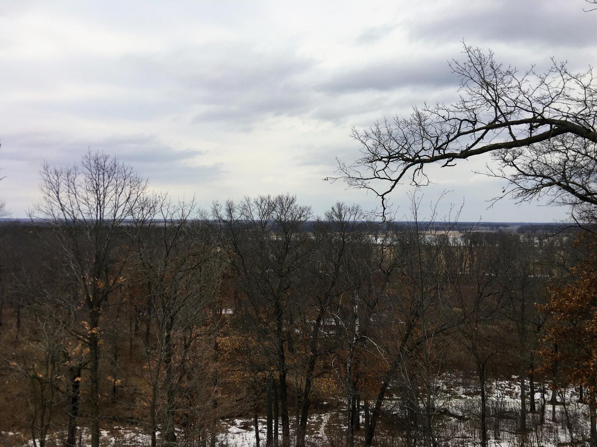 Overcast view of a bare winter forest with distant snowy fields.