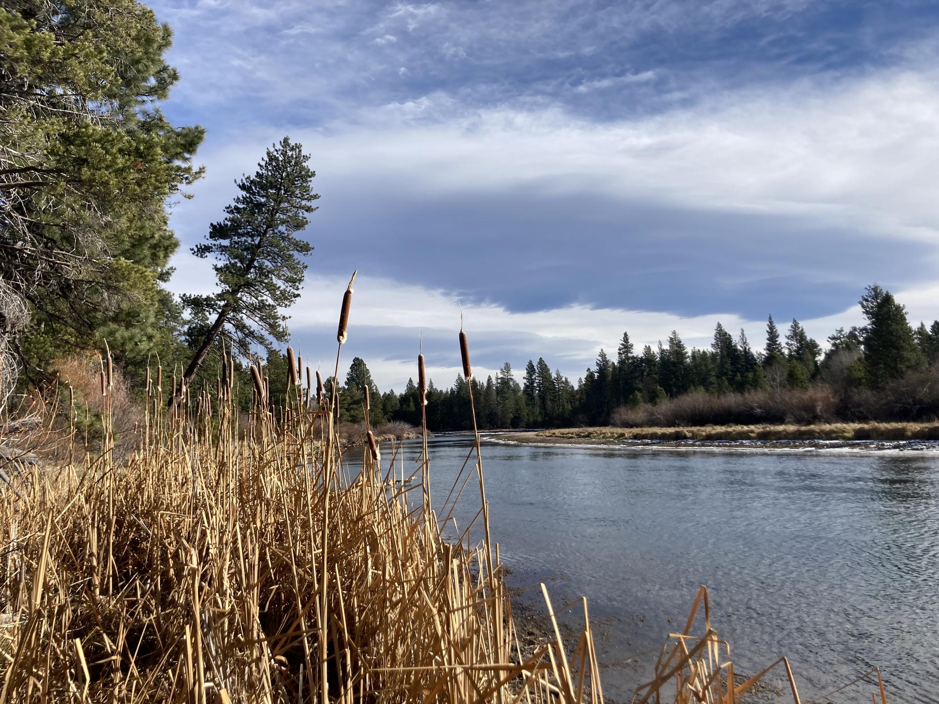 A tranquil river flows past tall reeds and pine trees under a cloudy sky.