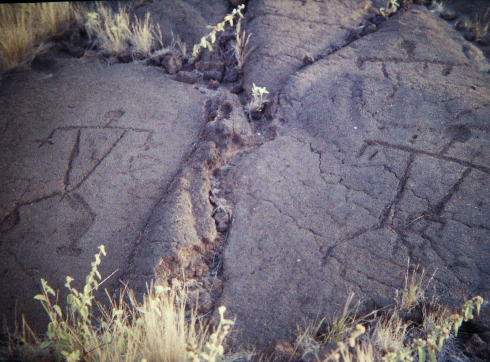 Petroglyphs of stick figures etched into dark, textured rock with sparse vegetation. - King's Highway Foot Trail