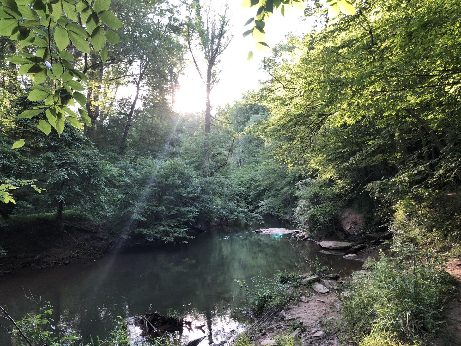 Sunlight streams through dense green trees over a calm river in a forest.