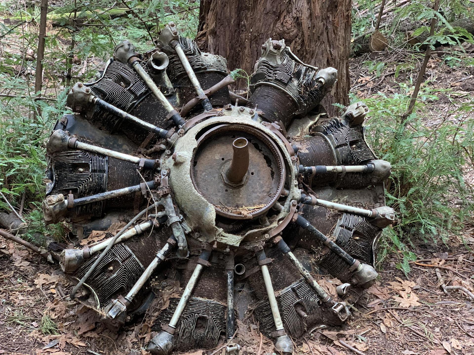 A rusty old radial engine rests against a tree in a forest.