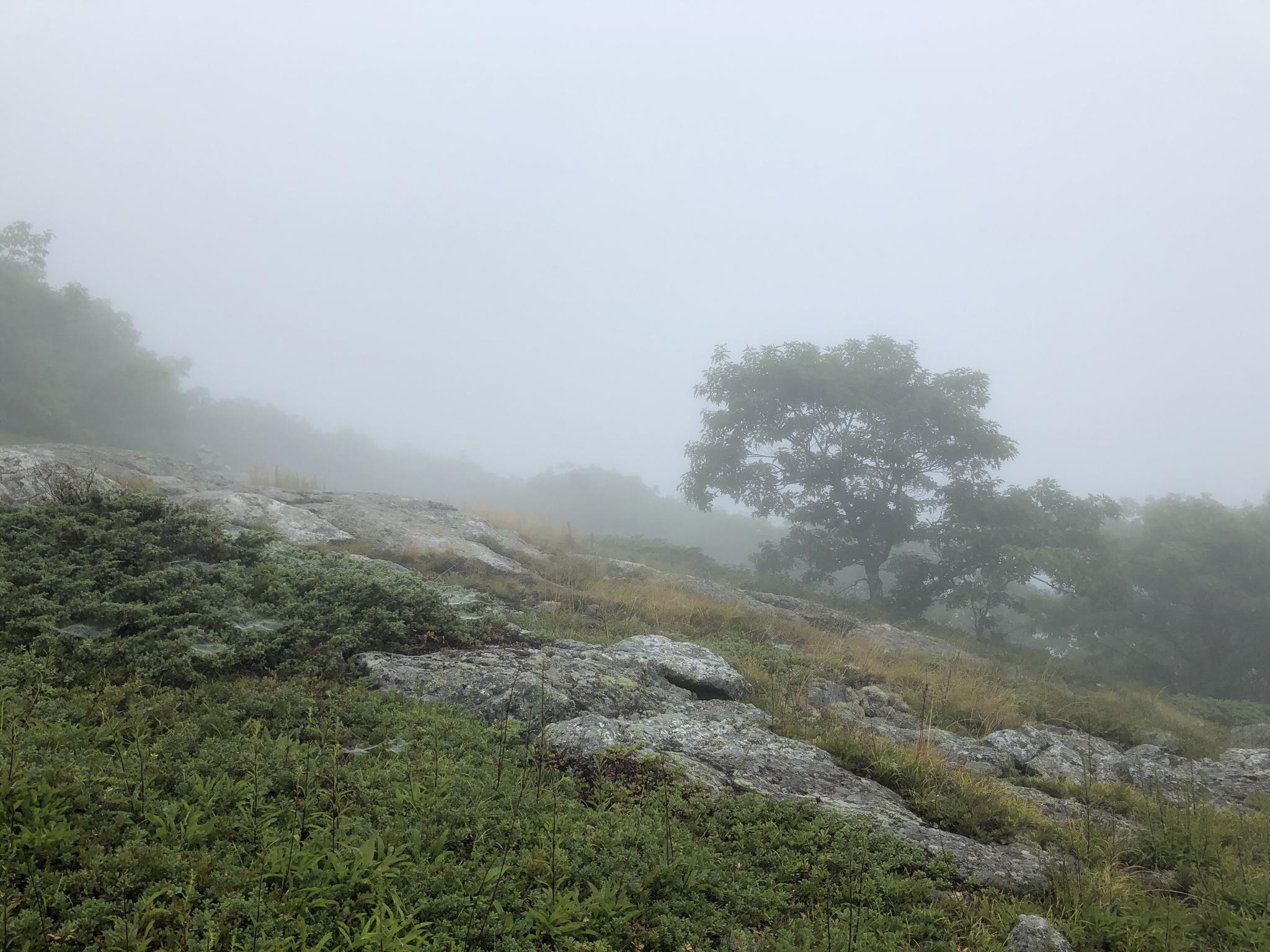 A rocky, grassy hillside shrouded in thick fog with a lone tree.