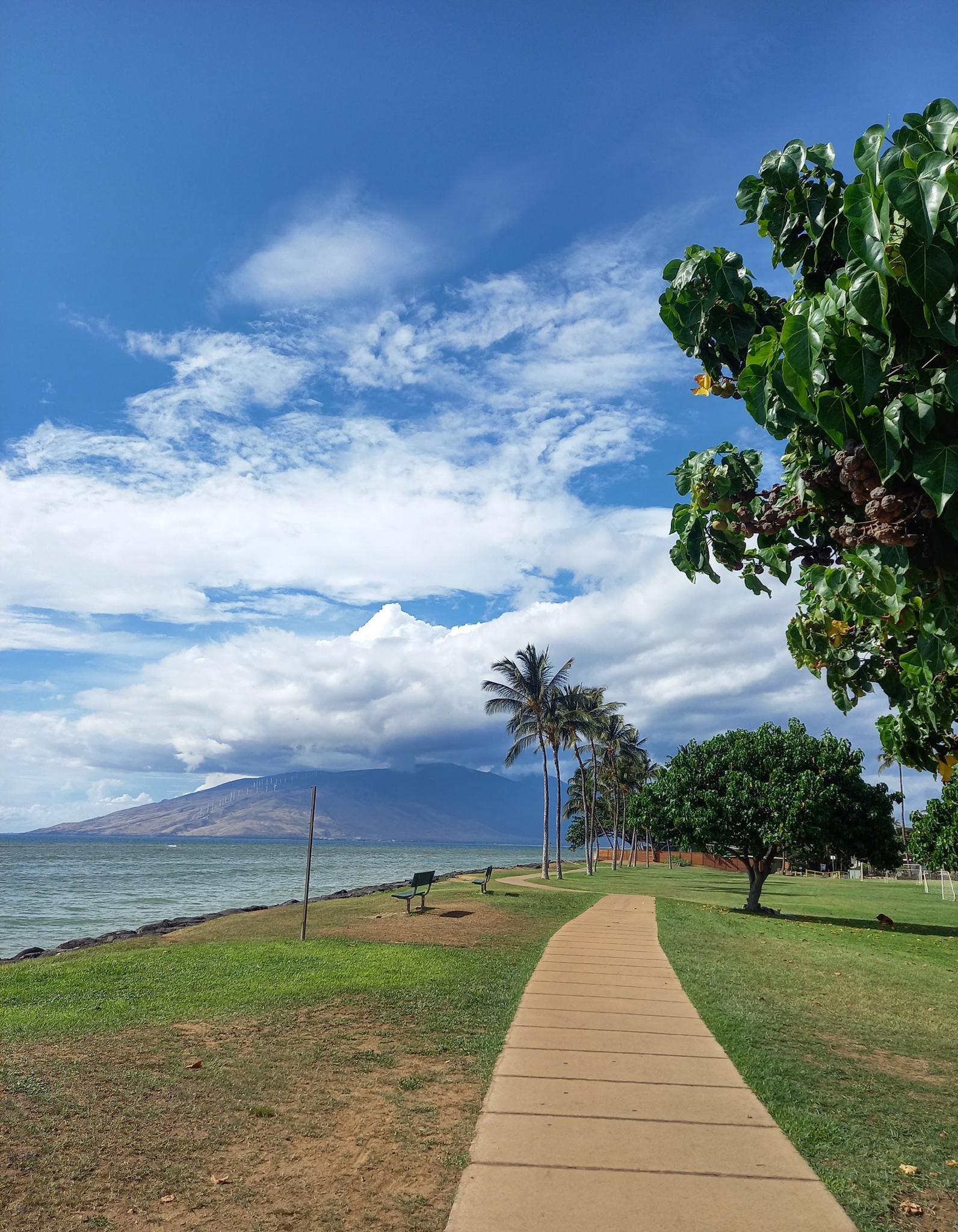 Paved path beside ocean and palm trees, with distant mountain.
