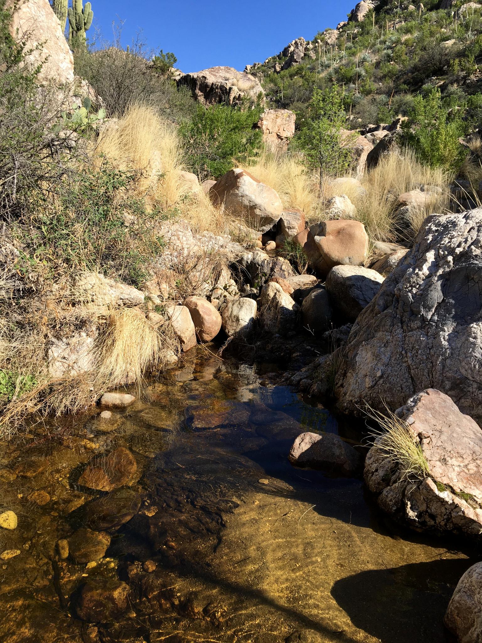 Clear stream flowing over rocks in a sunny, rocky desert canyon.