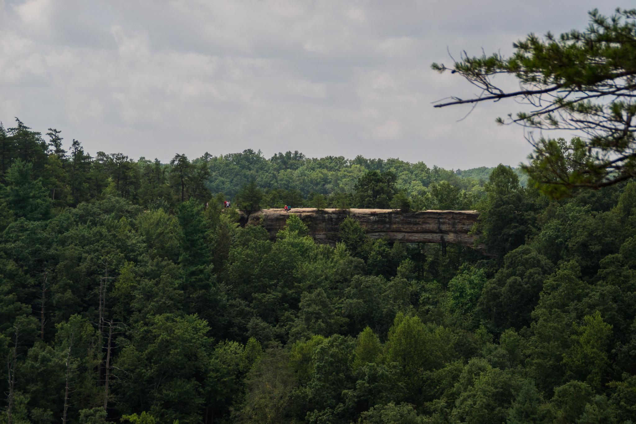 Distant view of a long rock cliff peeking through dense green forest.