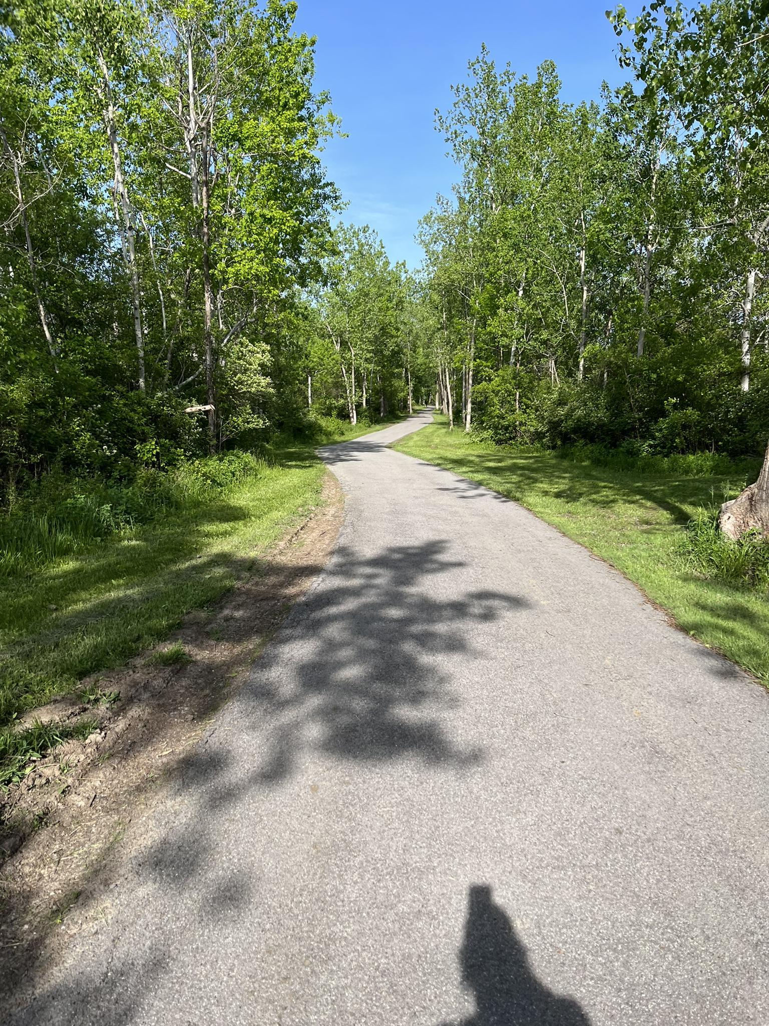 A paved path winds through a sunny green forest with tree shadows.