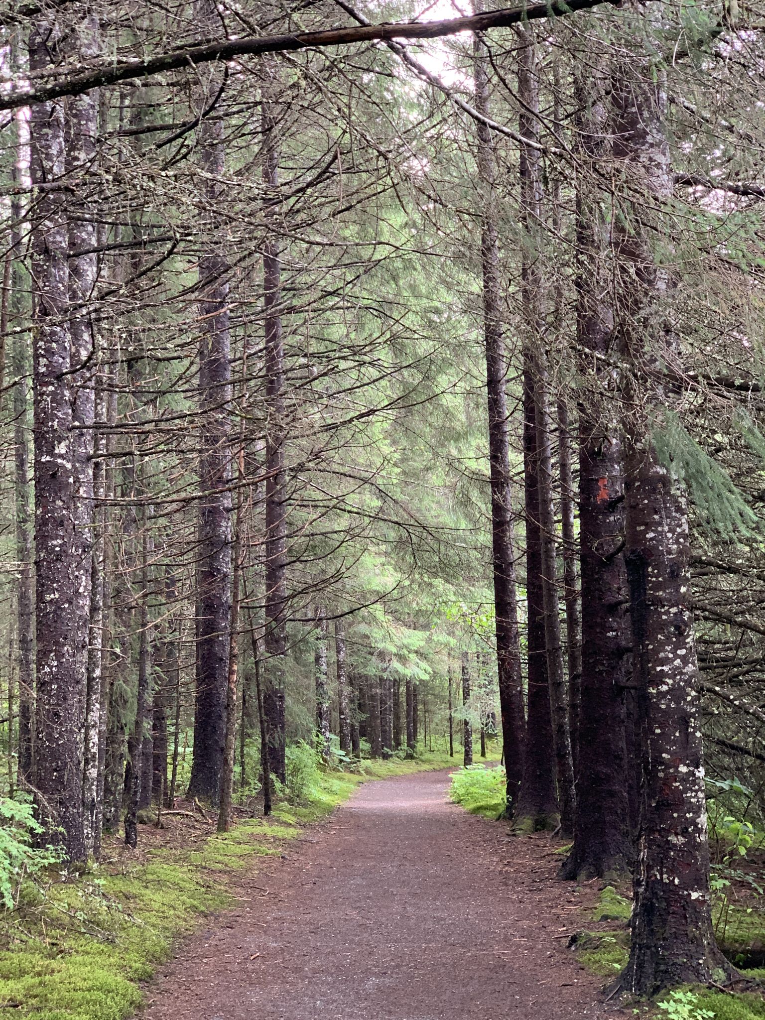 A narrow dirt path winds through a dense, mossy forest under overcast skies. - Point Gustavus Trail