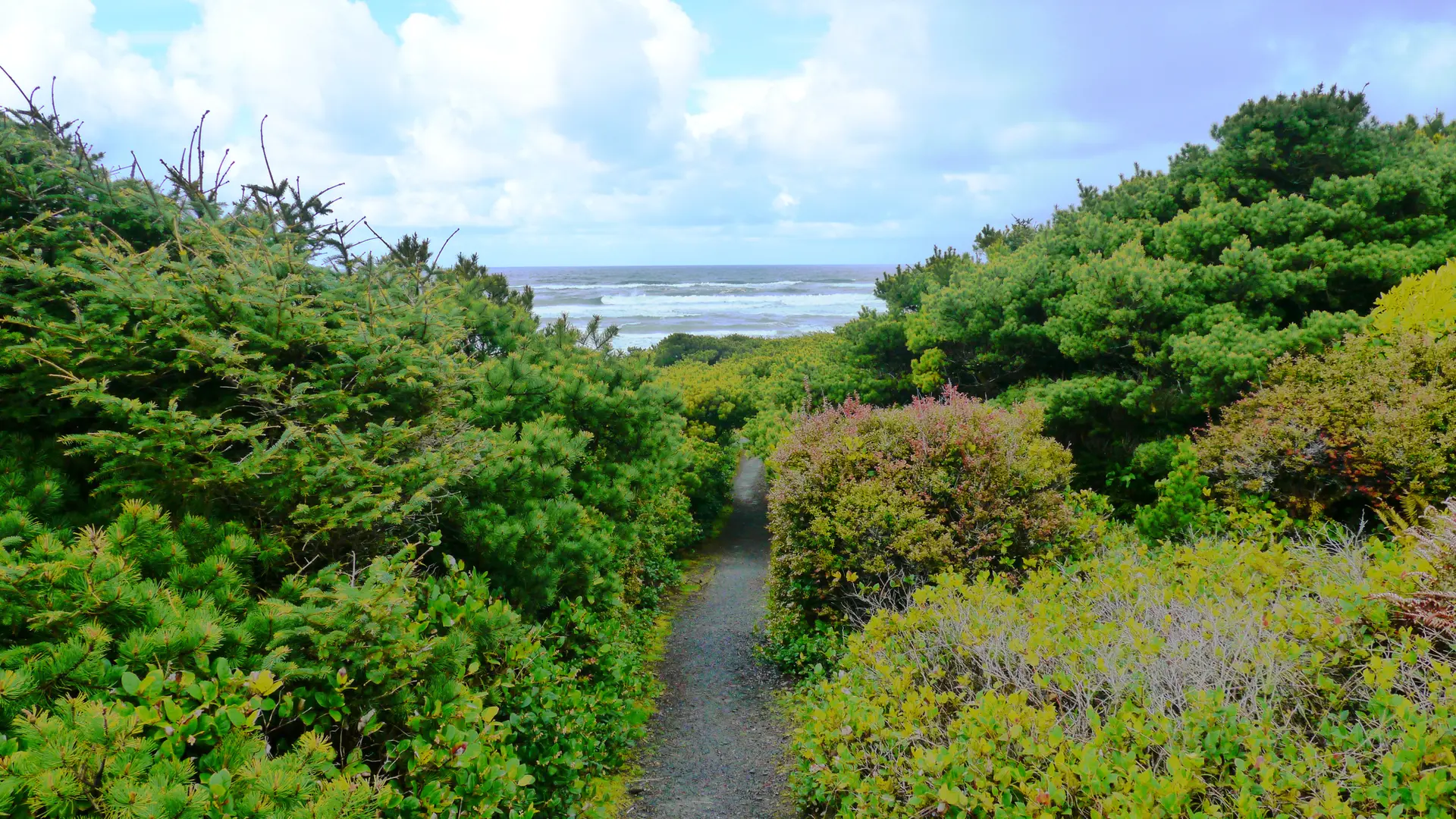 Gravel path through dense green foliage leading to a cloudy ocean.