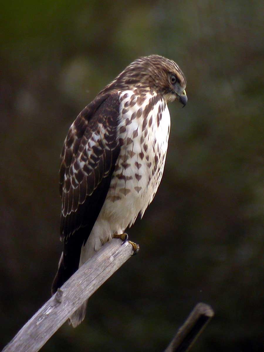 A brown and white hawk perches on a wooden branch, looking right.