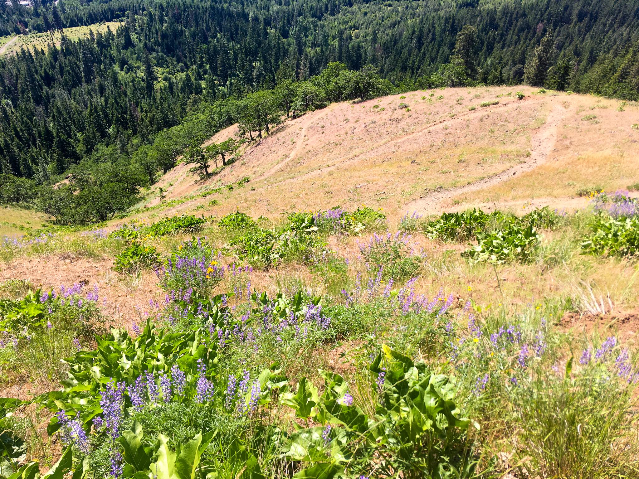 Sunny hillside covered in purple wildflowers and dry grass, with a forest.