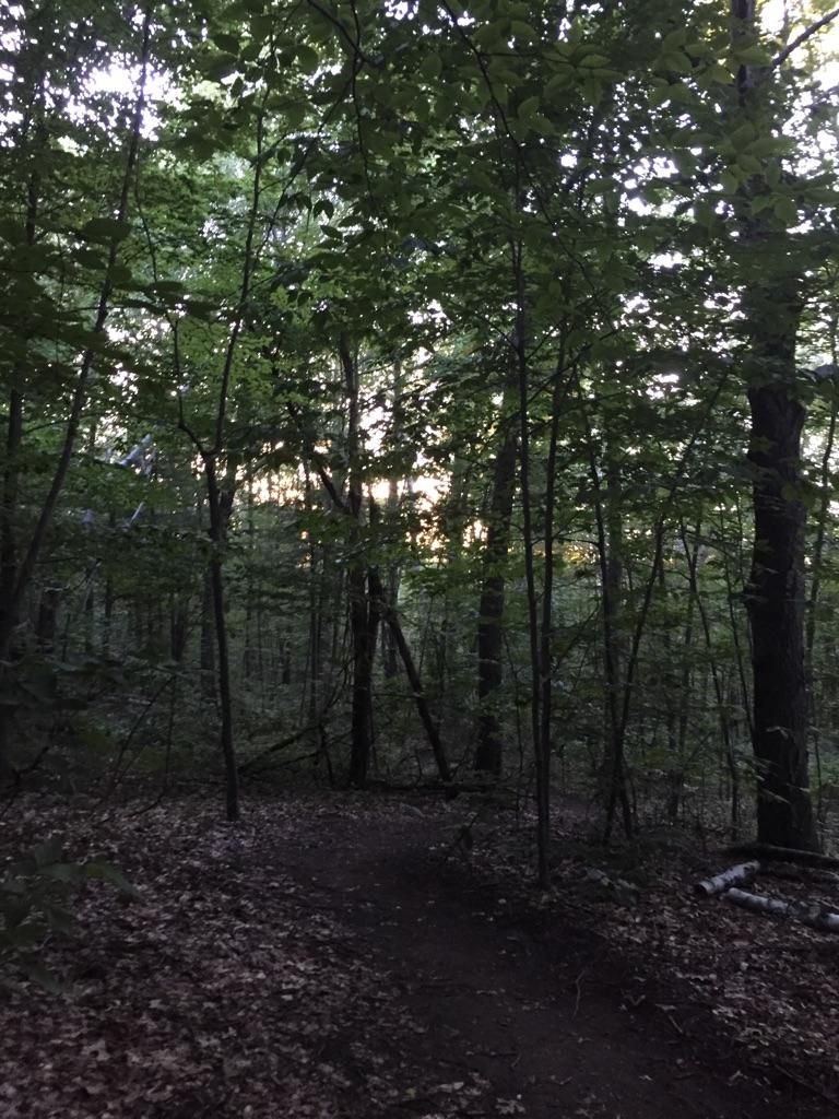 A winding dirt path through a dark, dense forest at dusk. - Mt. Bare, Mt. Hitchcock, Triple B Trail