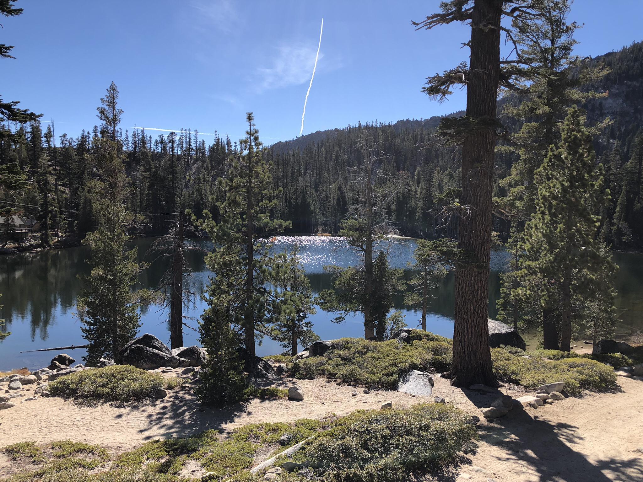 Sunny lake surrounded by dense pine forest with a clear blue sky.