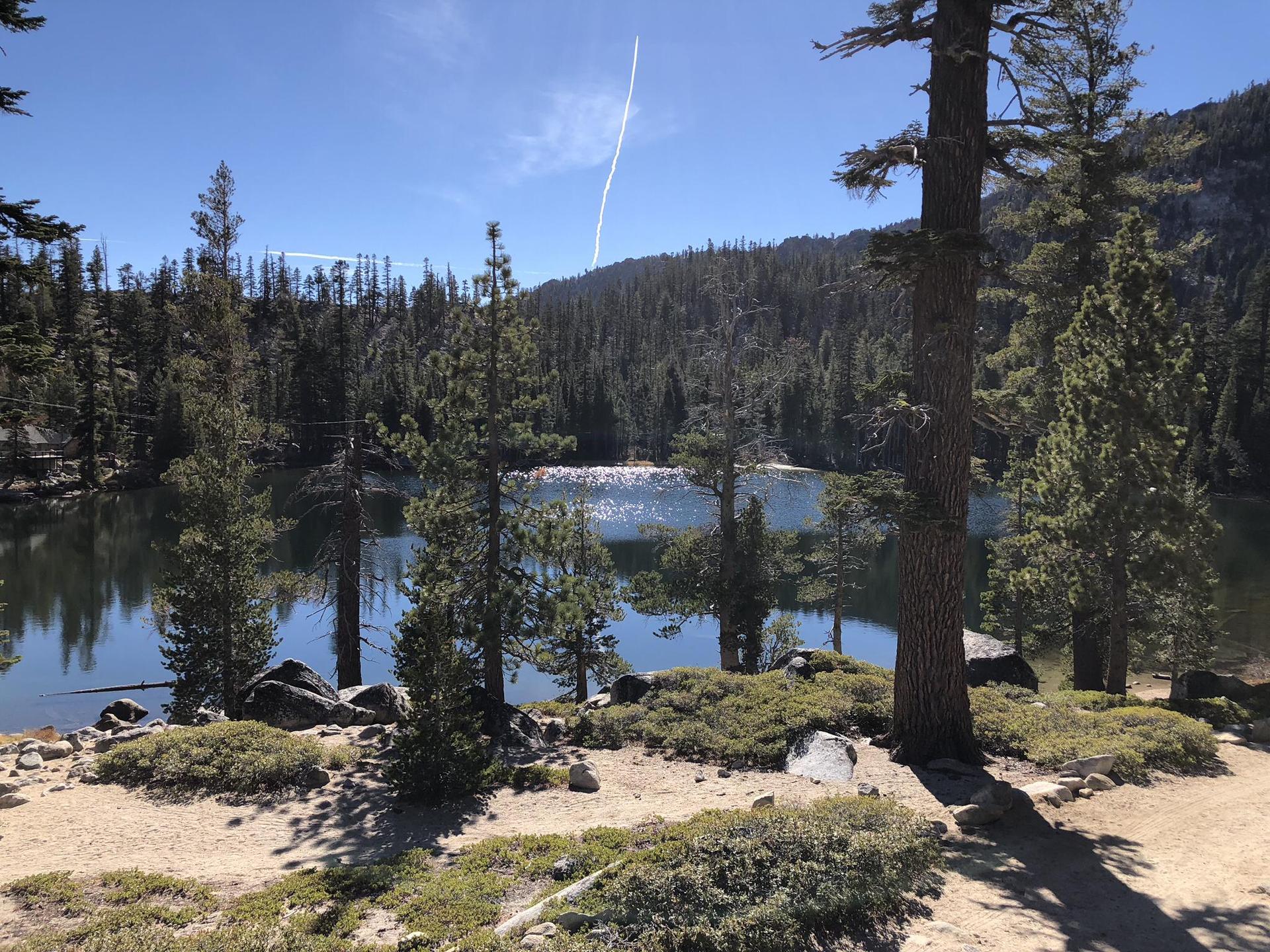Sunny lake surrounded by dense pine forest with a clear blue sky.