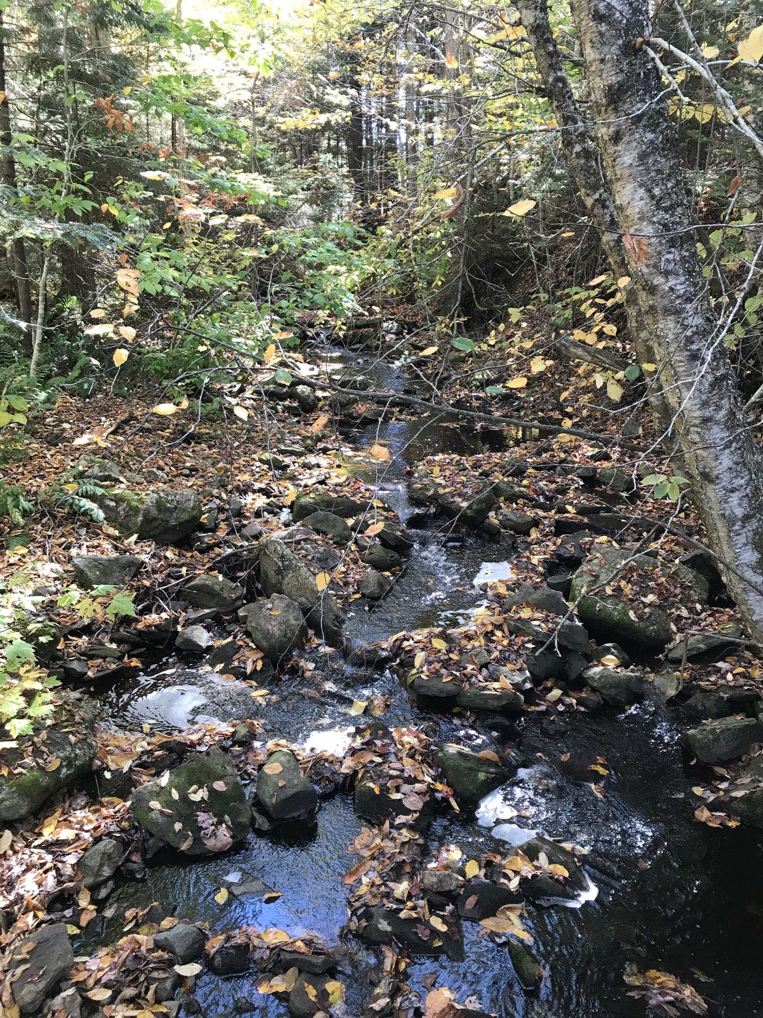 A rocky stream with autumn leaves flowing through a sunlit forest.
