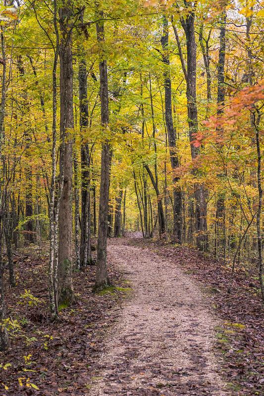 A narrow dirt path winds through a vibrant autumn forest.
