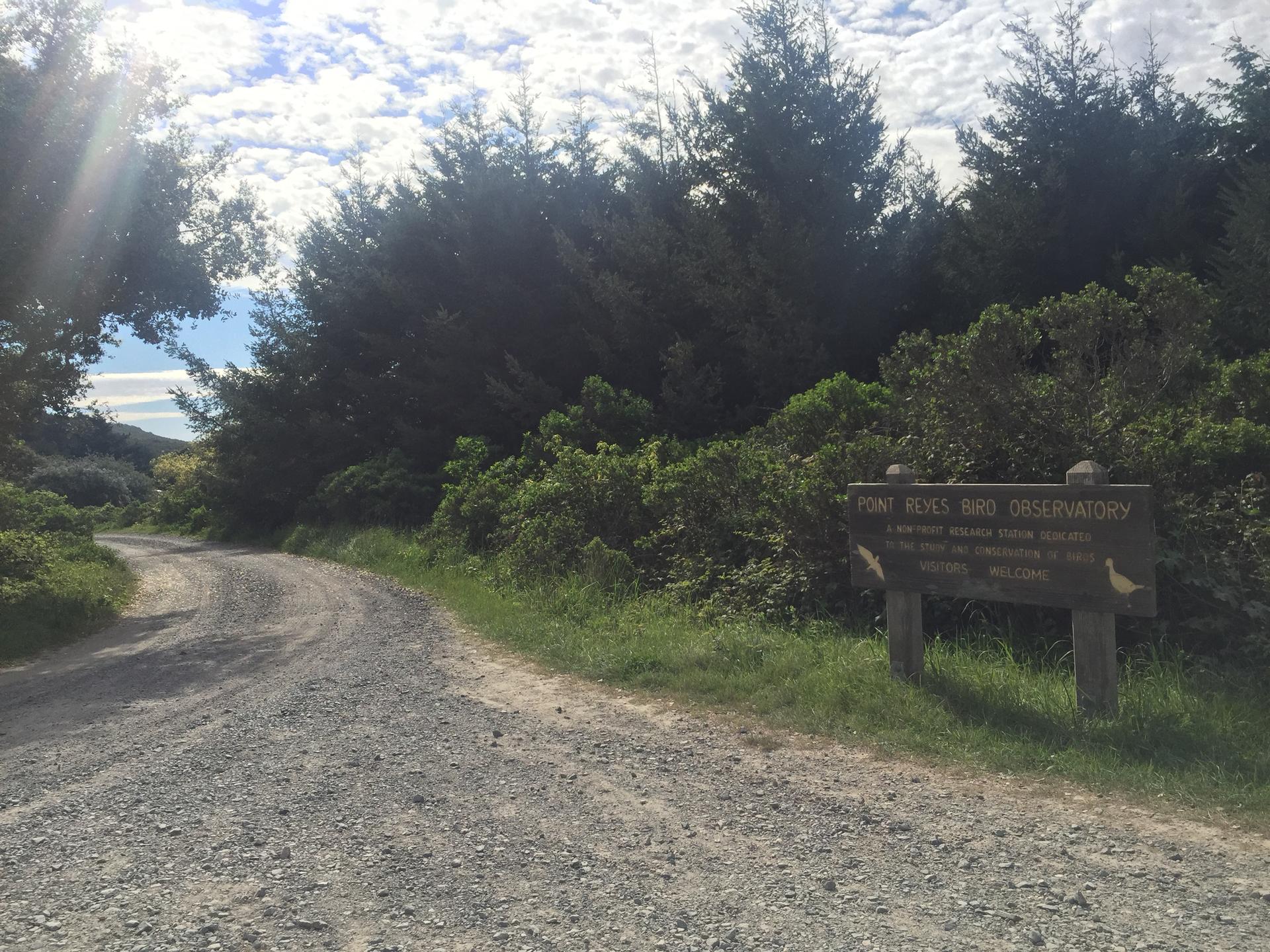 Gravel road curves left, sign on right, dense trees under cloudy sky.
