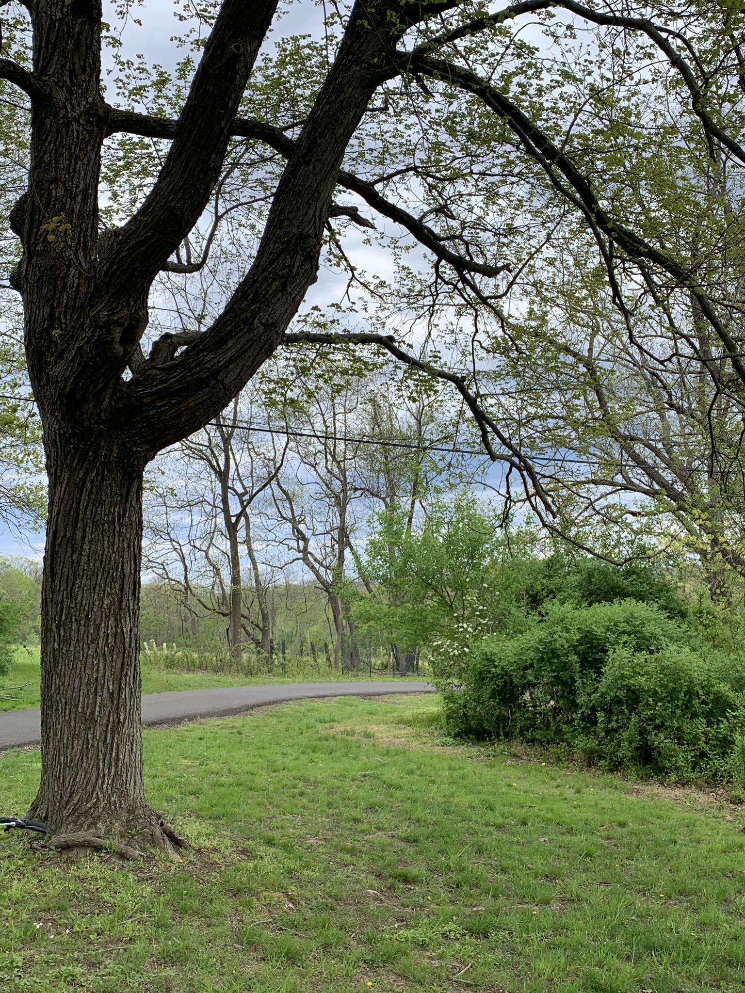Large tree next to a paved path through a grassy, wooded area.