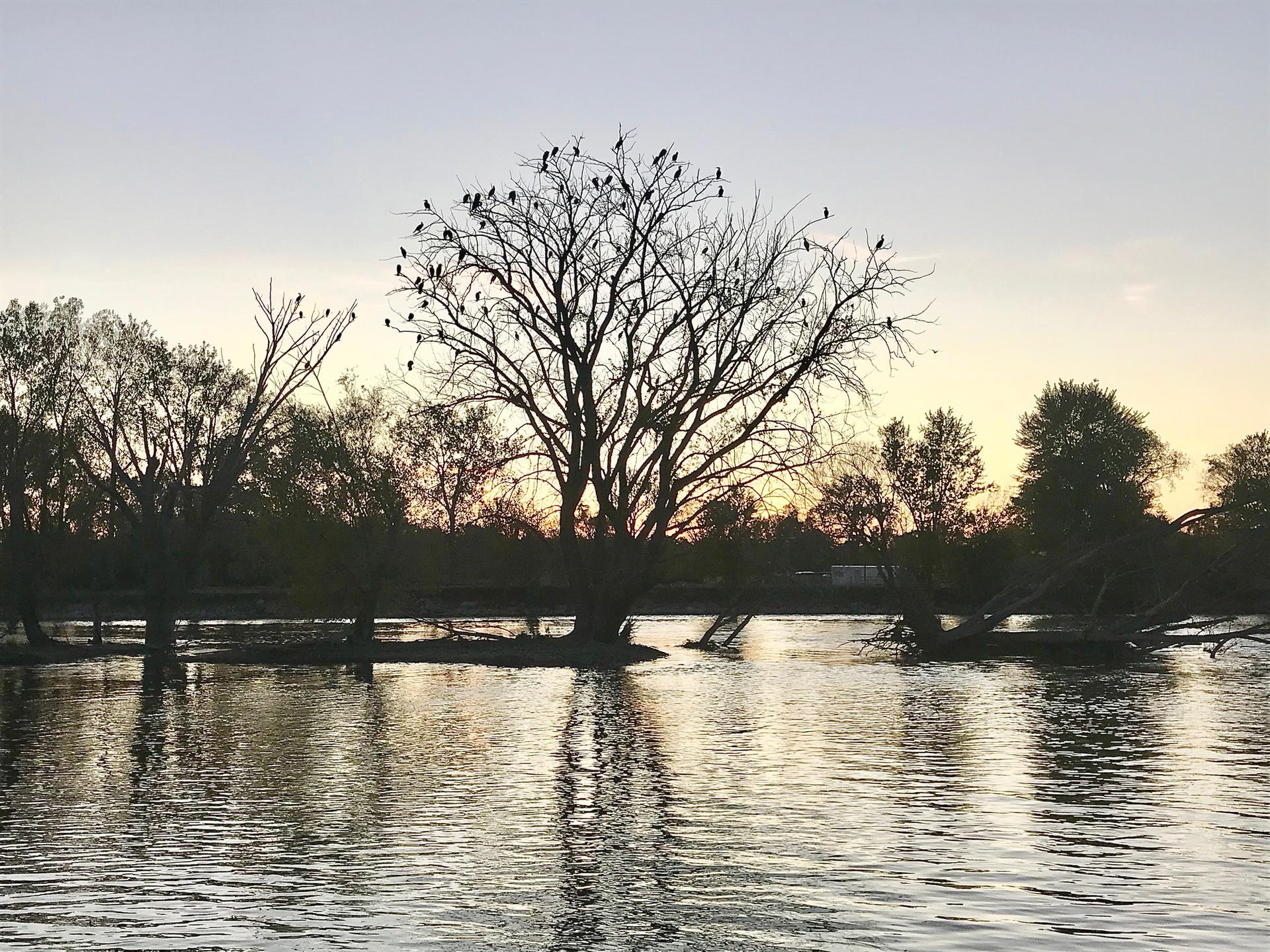 Silhouetted tree with many birds on branches over calm water at dusk.